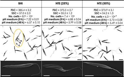 The Enhanced Expression of Cruzipain-Like Molecules in the Phytoflagellate Phytomonas serpens Recovered From the Invertebrate and Plant Hosts